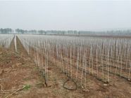 2 m frp(fiberglass) agriculture planting support pole frp garden pole  fiberglass sticks tubes rods